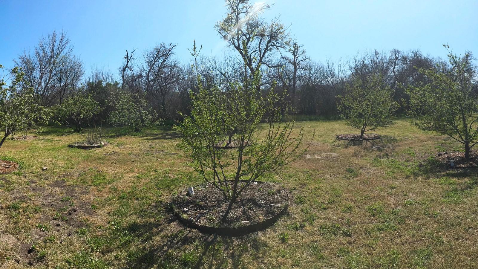 young blooming fruit trees in gated orchard