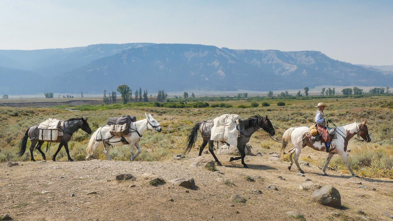 A pack string travels along a trail in a sagebrush steppe habitat.