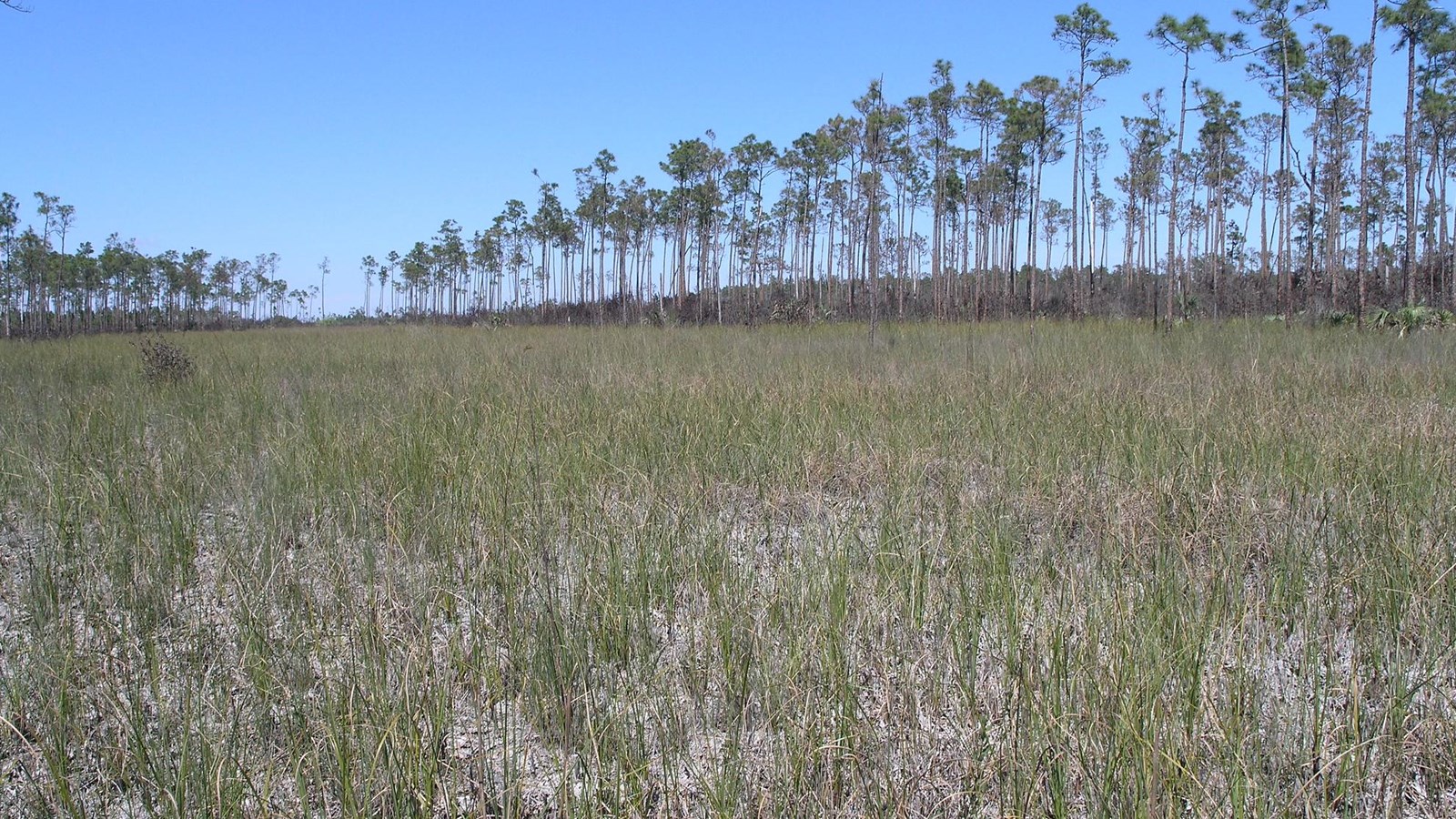 Brown and green sawgrass blades in the foreground, with tall slender slash pines in the distance