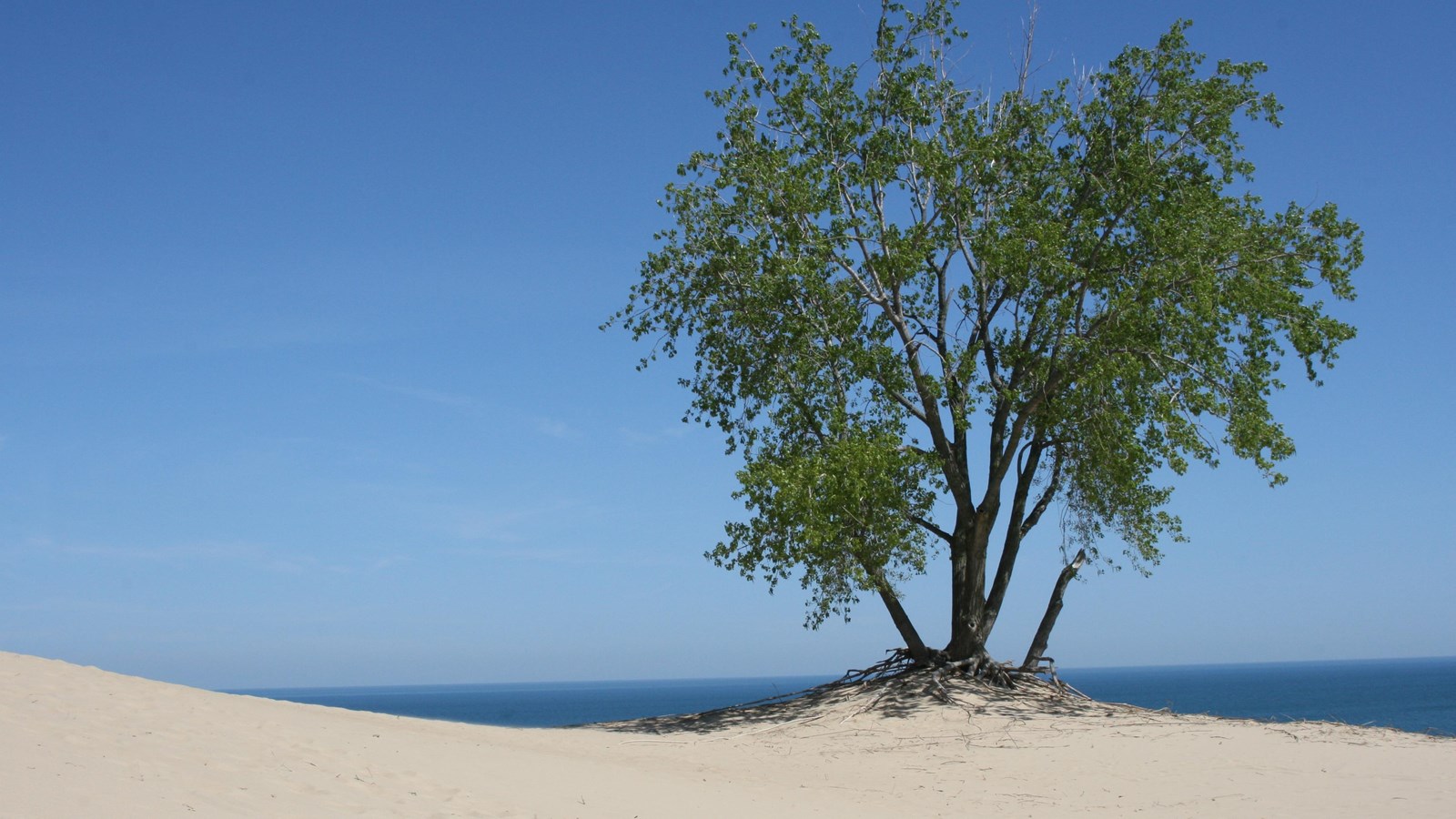 A lone cottonwood tree with deep green leaves emerge from the yellow sand along the shoreline.