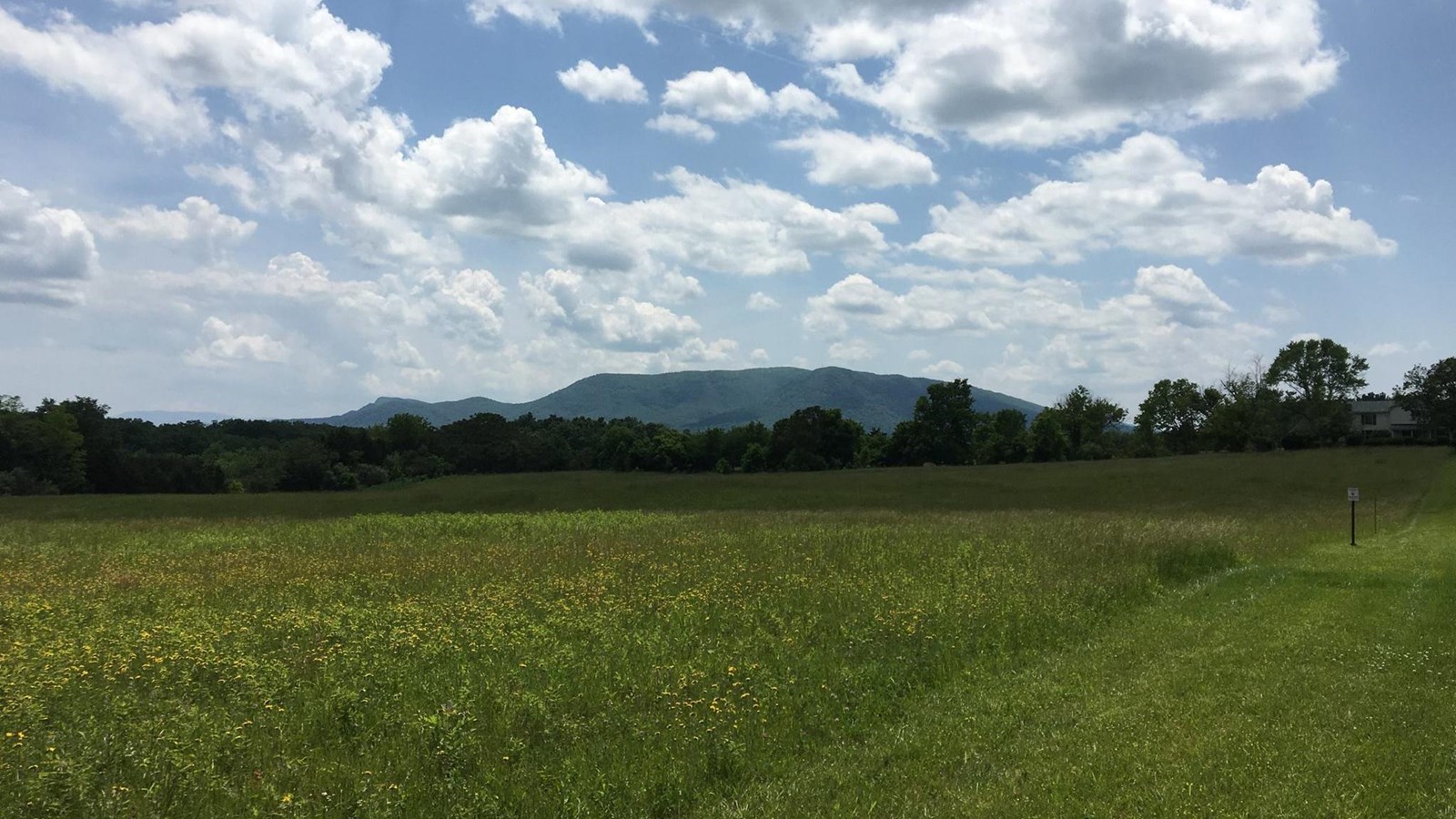 A mountain looms behind a grass field with mowed trails and a belt of trees.