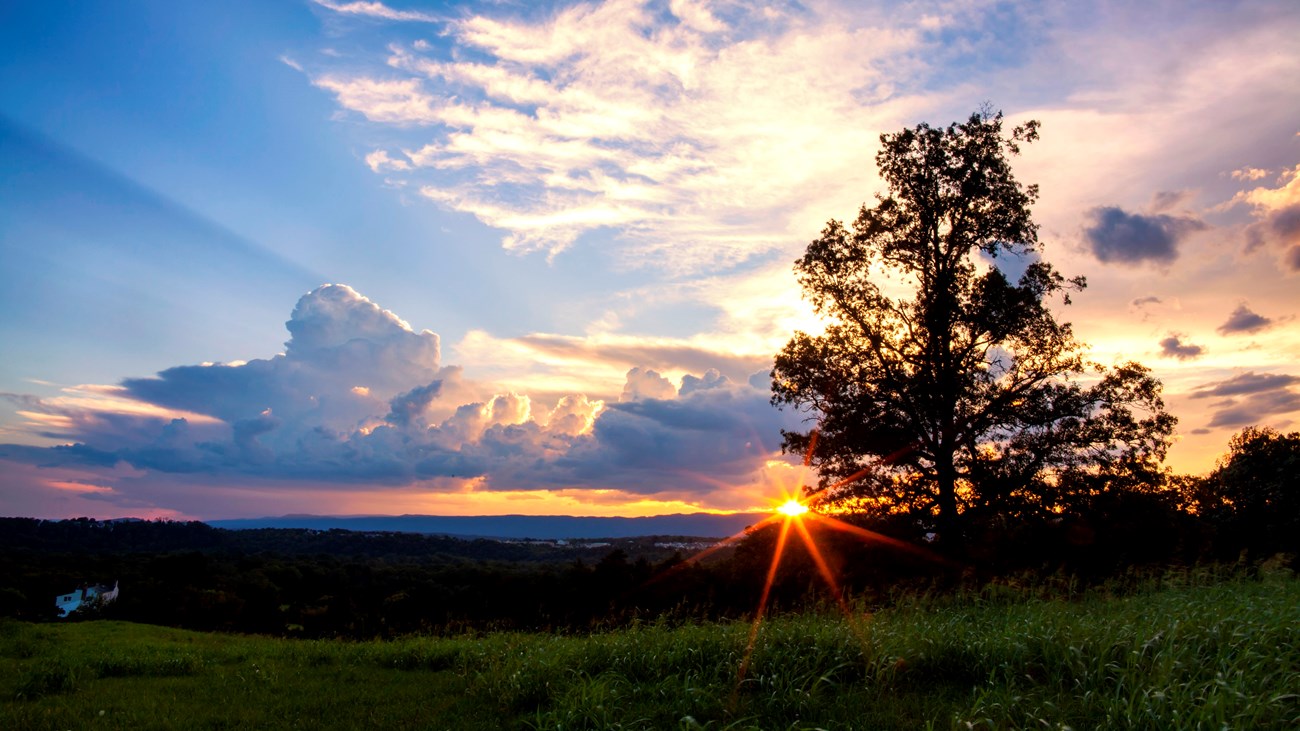 The evening sun sets behind a tree in an open field.