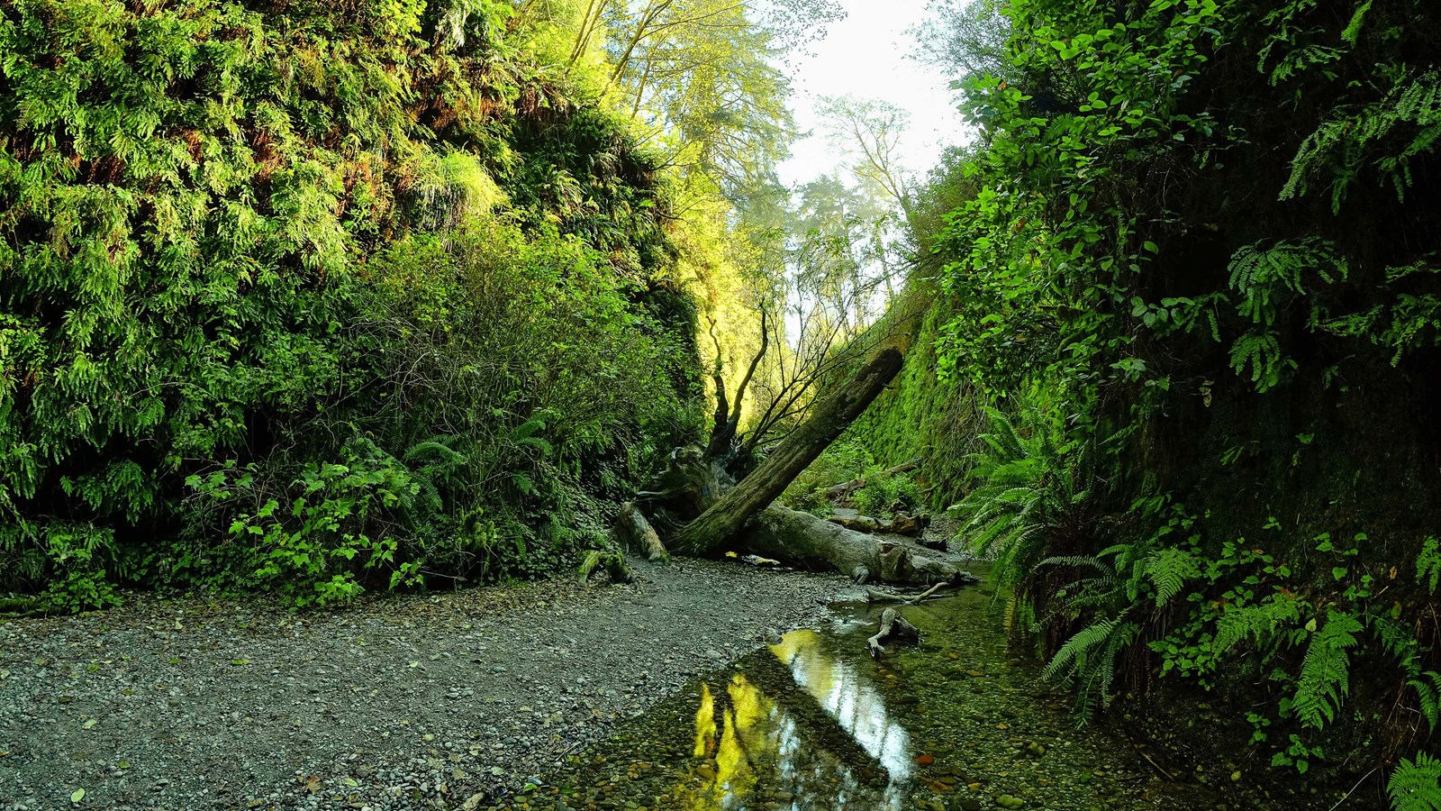 Calm creek and cobbles. Steep walls on either side of the creek are covered with green ferns.