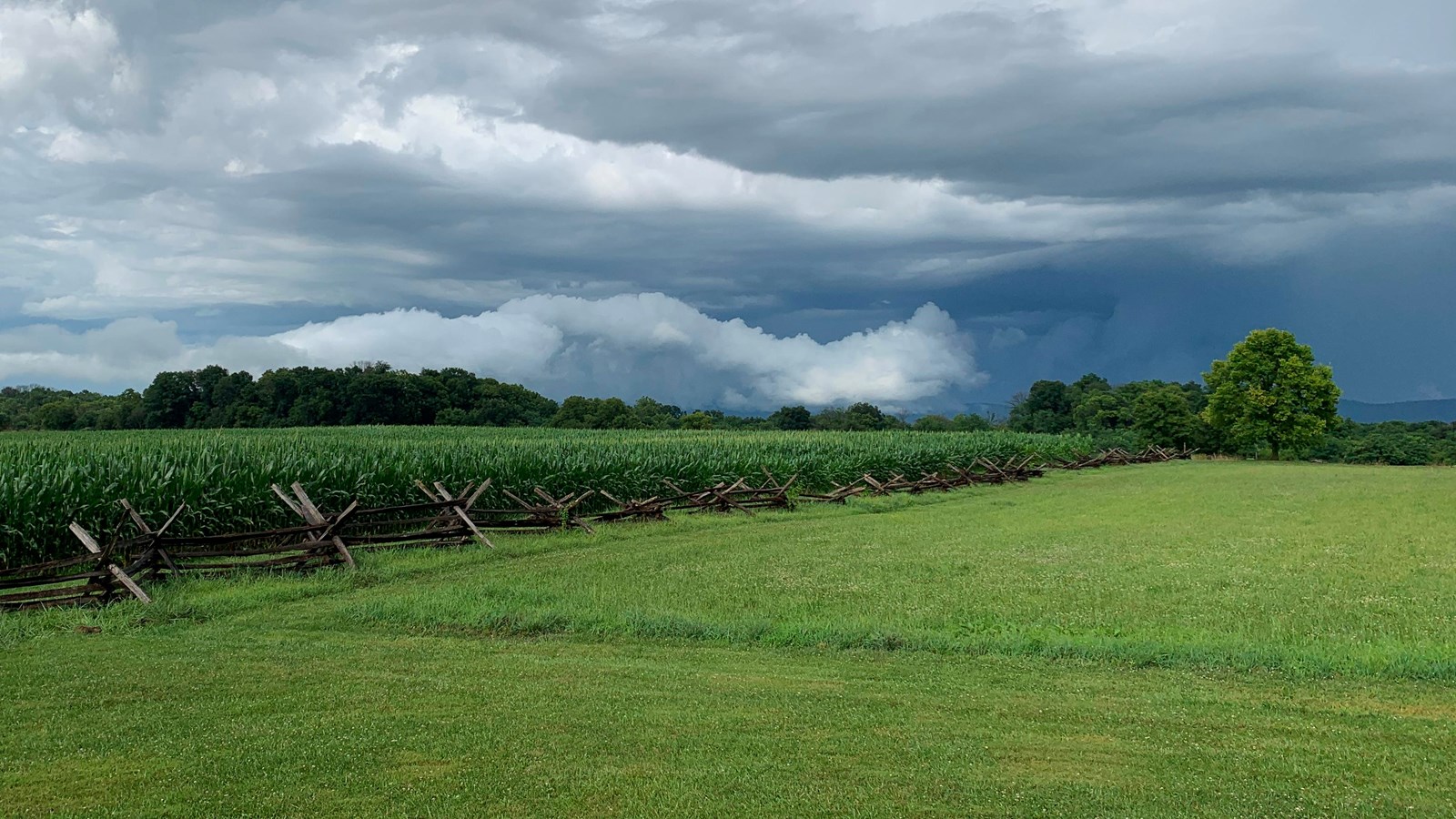 cornfield with trees in the distance