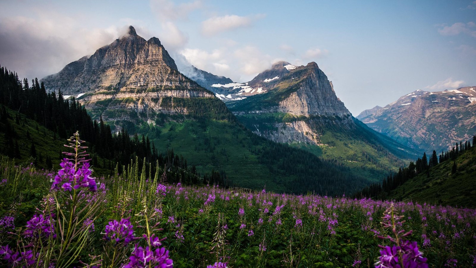 Purple fireweed flowers in front of a scenic mountain view