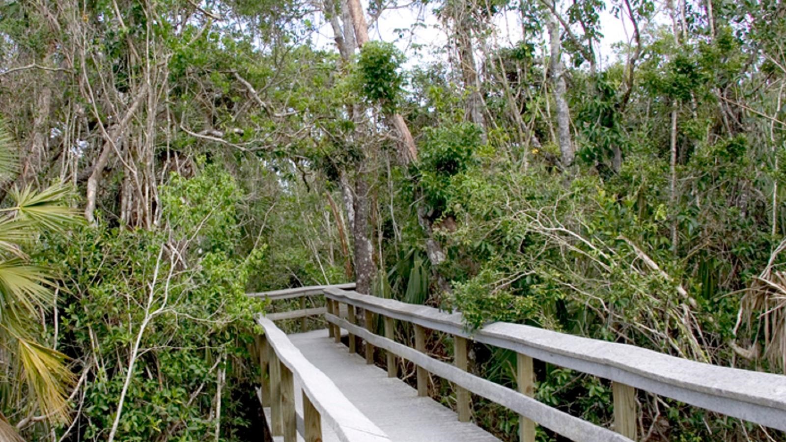 A light colored wooden boardwalk stretches into a densely vegetated green canopy