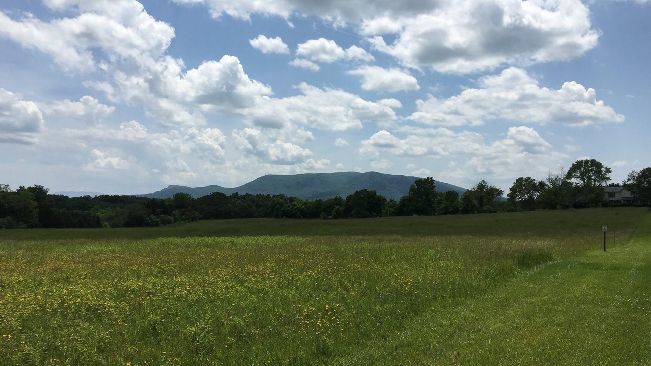 A mountain looms behind a grass field with mowed trails and a belt of trees.