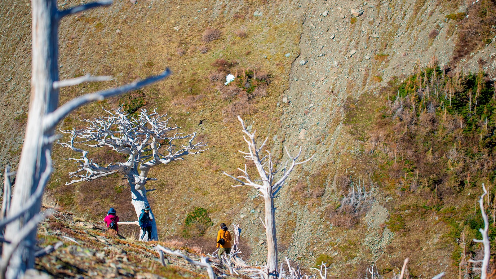 Visitors in bright coats pose with white tree skeletons.