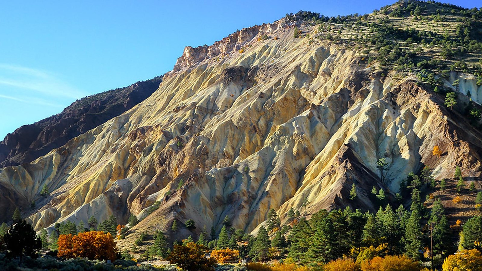 A caramel yellow mountainside with trees at its base. 