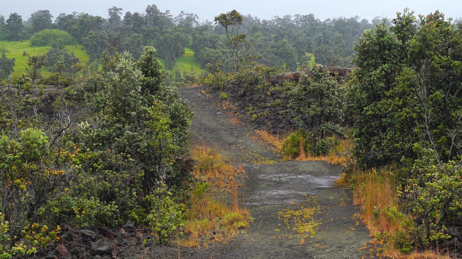 A gravel trail through a lava landscape with small ʻōhiʻa trees