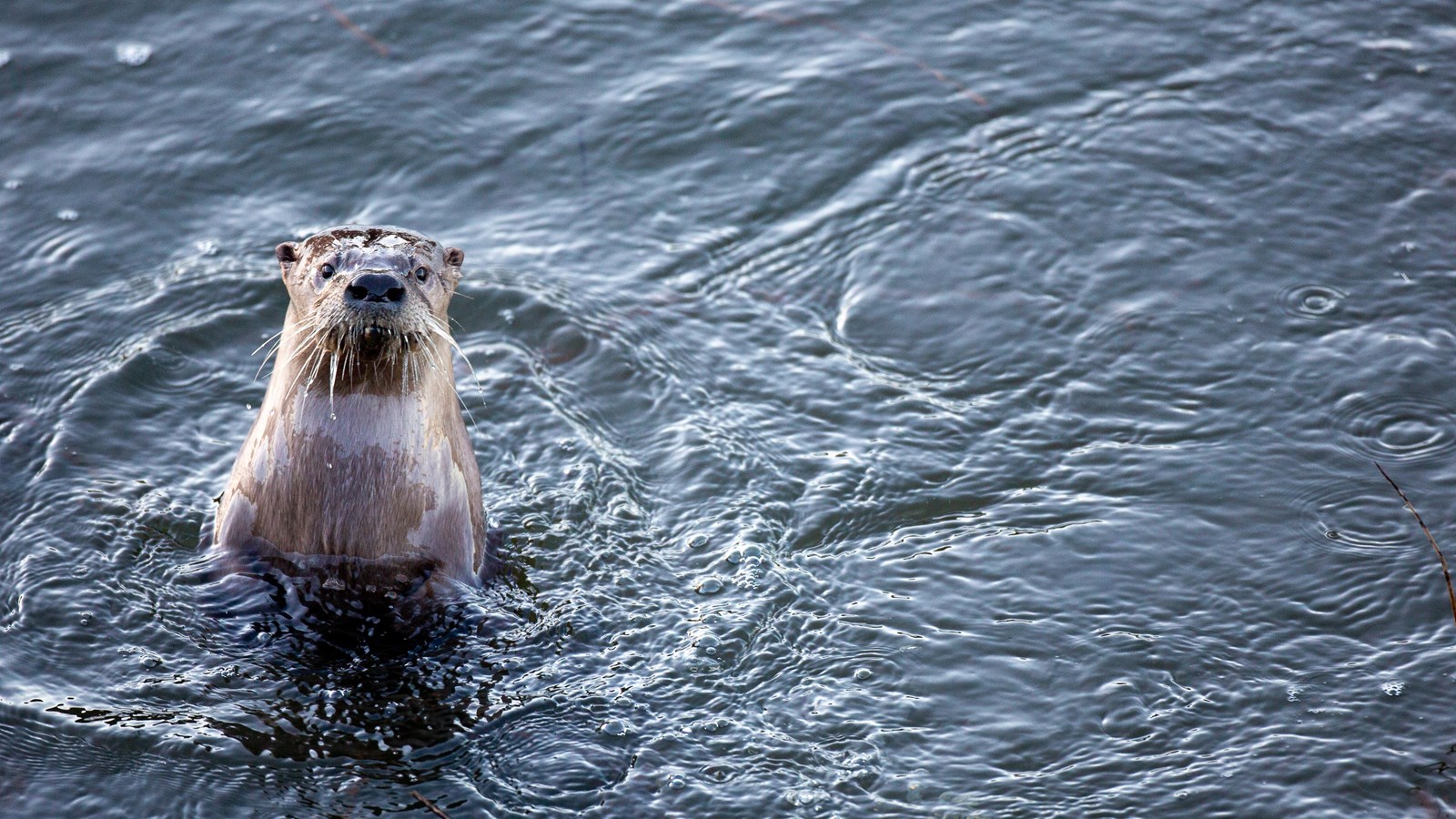 A river otter pops up out of the water.