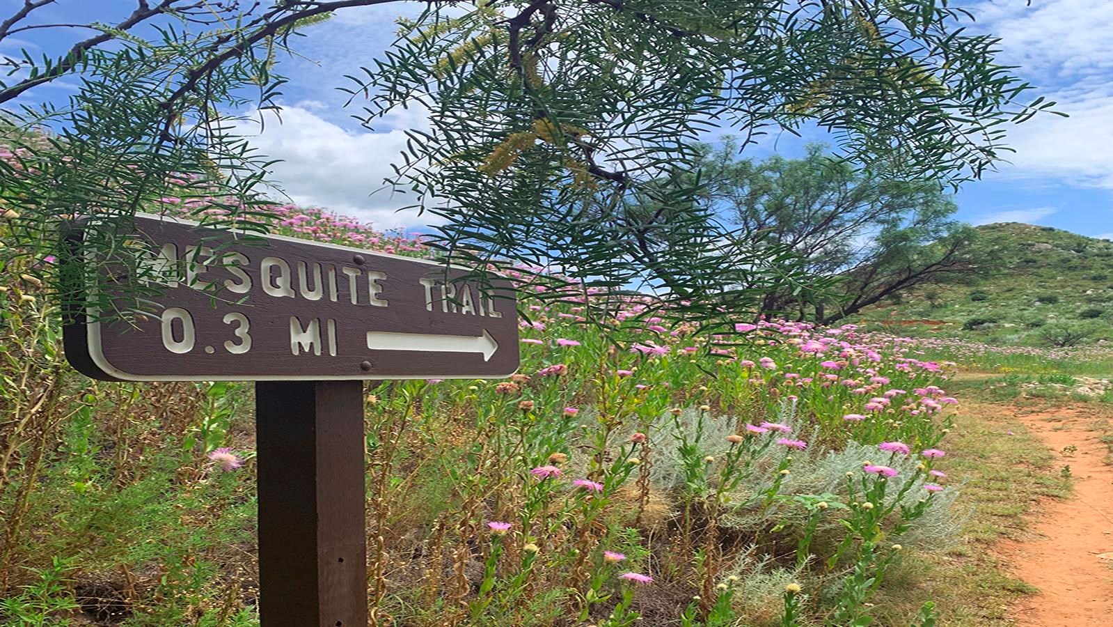 The Mesquite Trail in summer with pink flowers and blue skies.