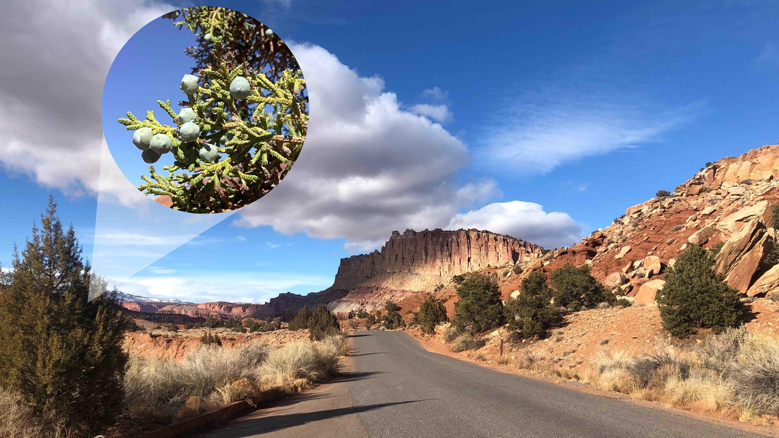 Red-brown cliffs and a small shrubby tree with light blue berries and scale-like leaves.