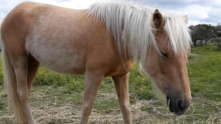 A pony in a field with hay