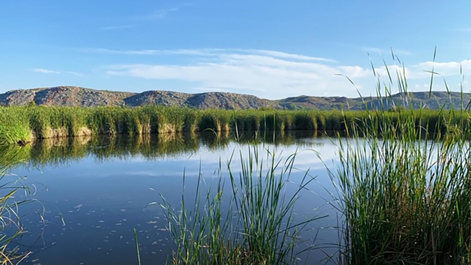 Spring Canyon water area with cattails.