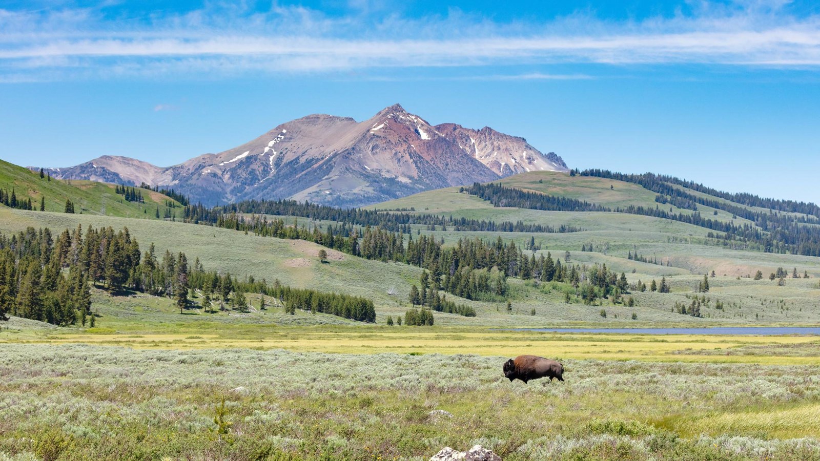 A bull bison walks through a meadow in front of a pond and mountain in the distance.