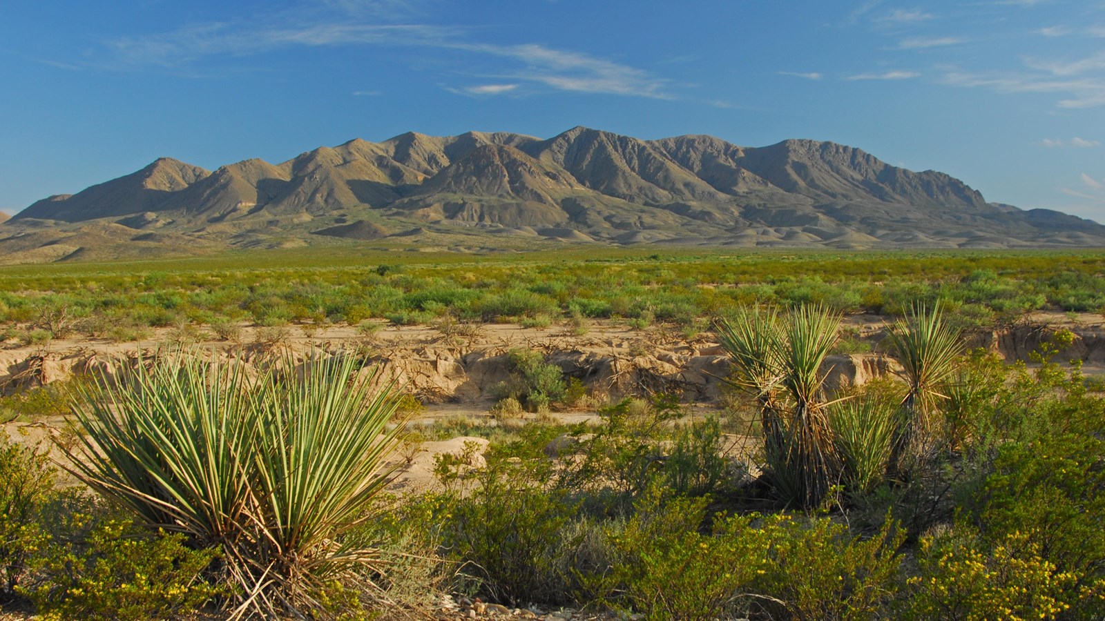 A semicircular mountain range rises up behind a desert landscape with yucca in the foreground.
