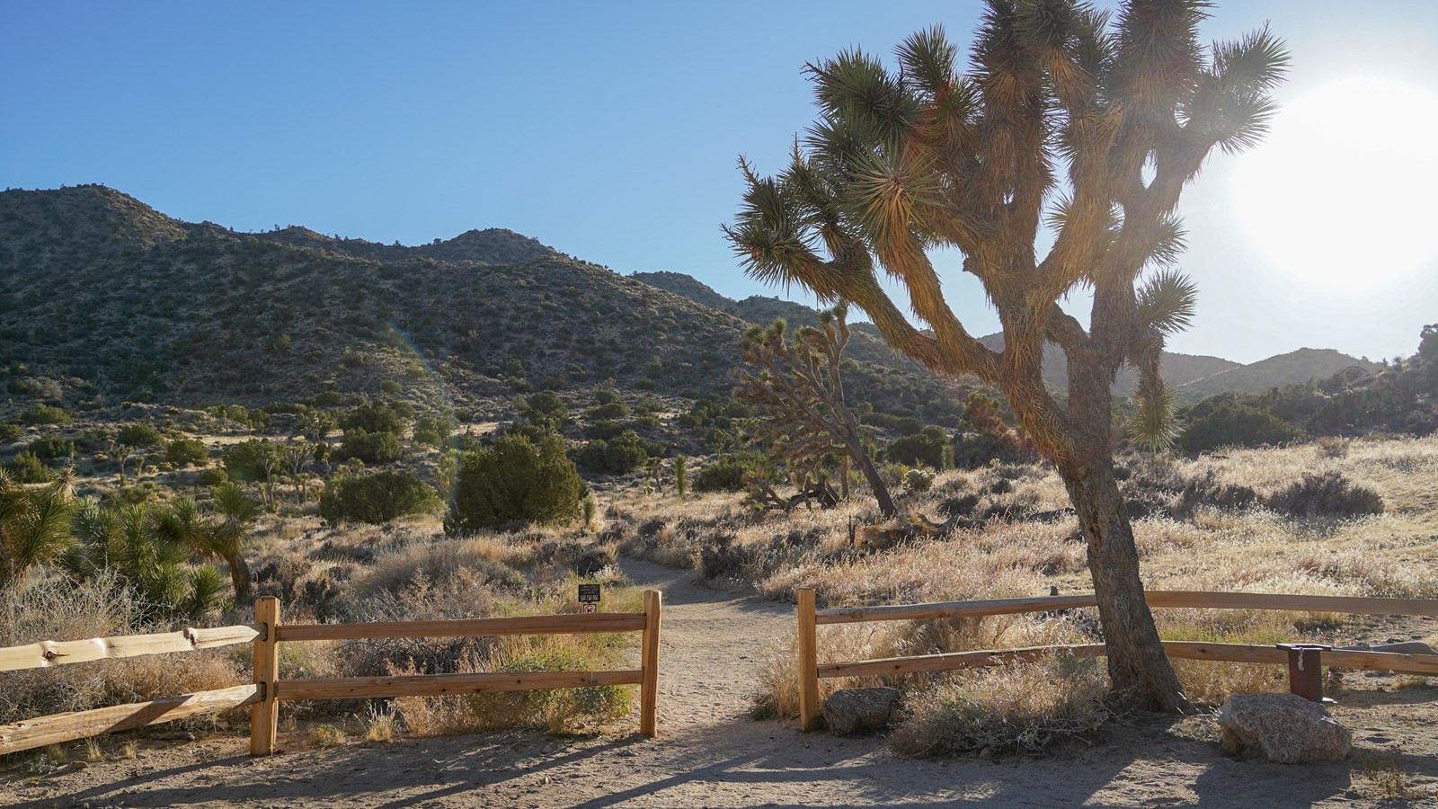 A large Joshua tree stands behind wooden fence near an opening where a hiking path leads through.