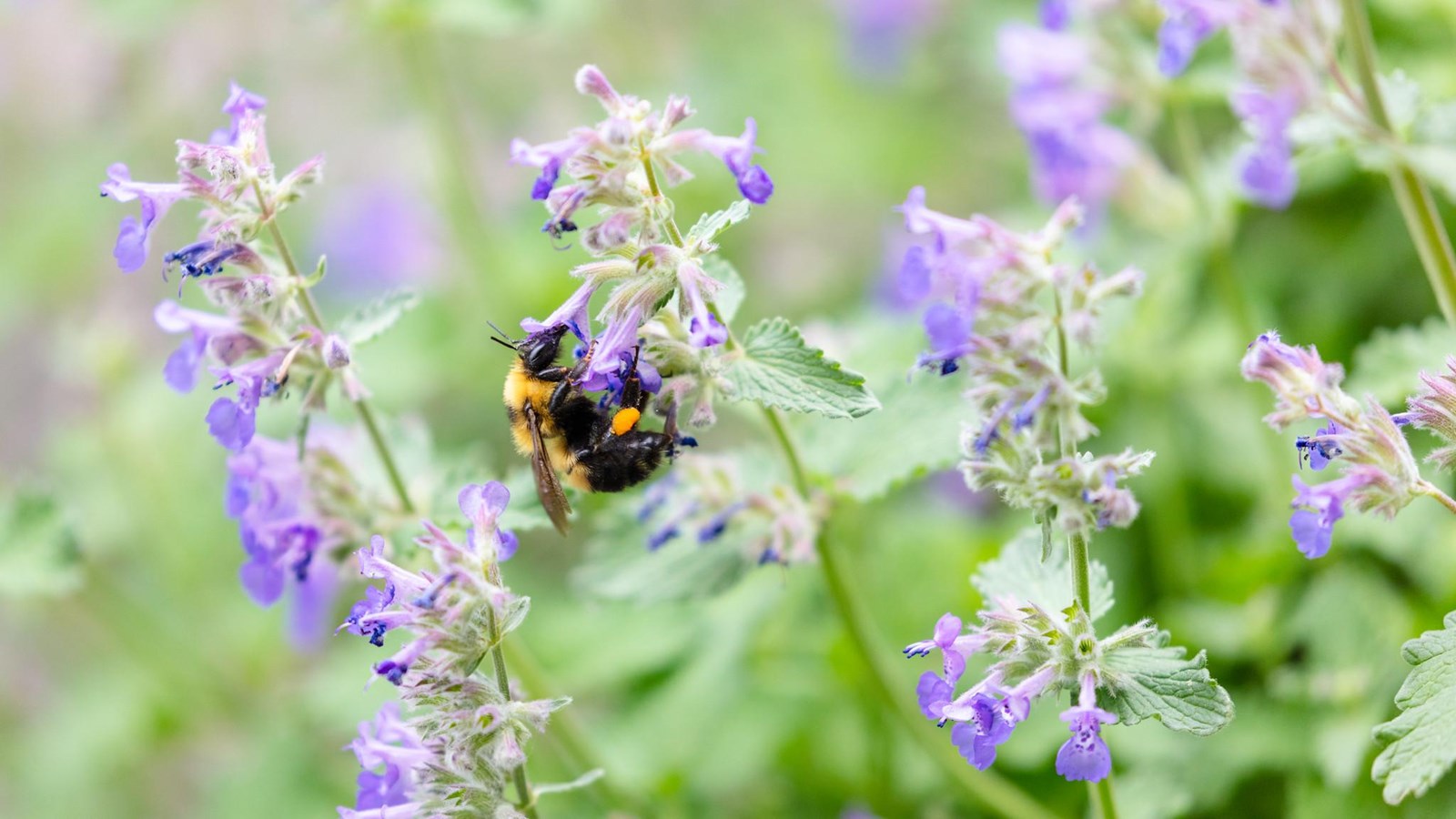 A bumblebee collects pollen from a patch of small, purple flowers.
