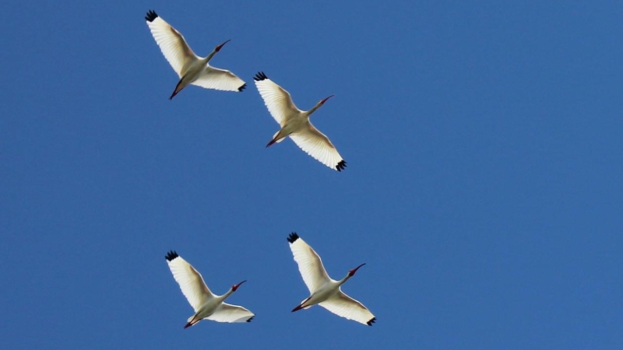 A flock of white birds flying overhead in a cloudless, clear blue sky