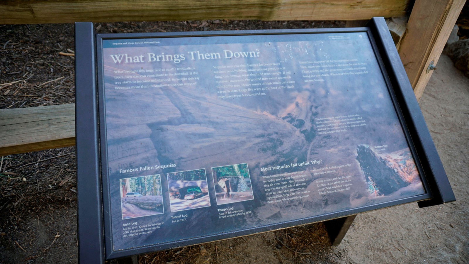 A metal panel has images and text on it with information about how sequoia trees fall