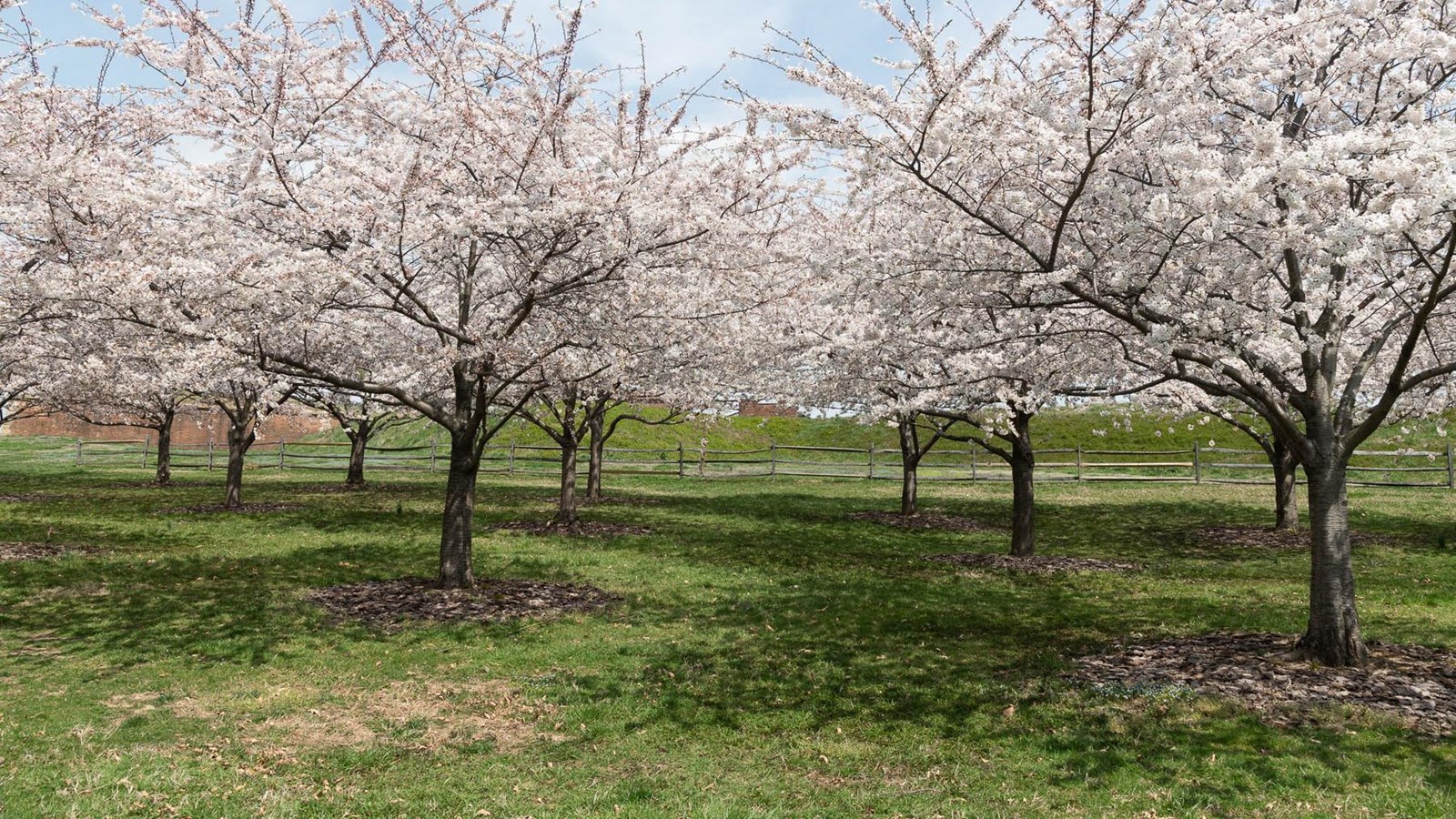 Cherry blossoms in spring bloom in front of Fort McHenry.