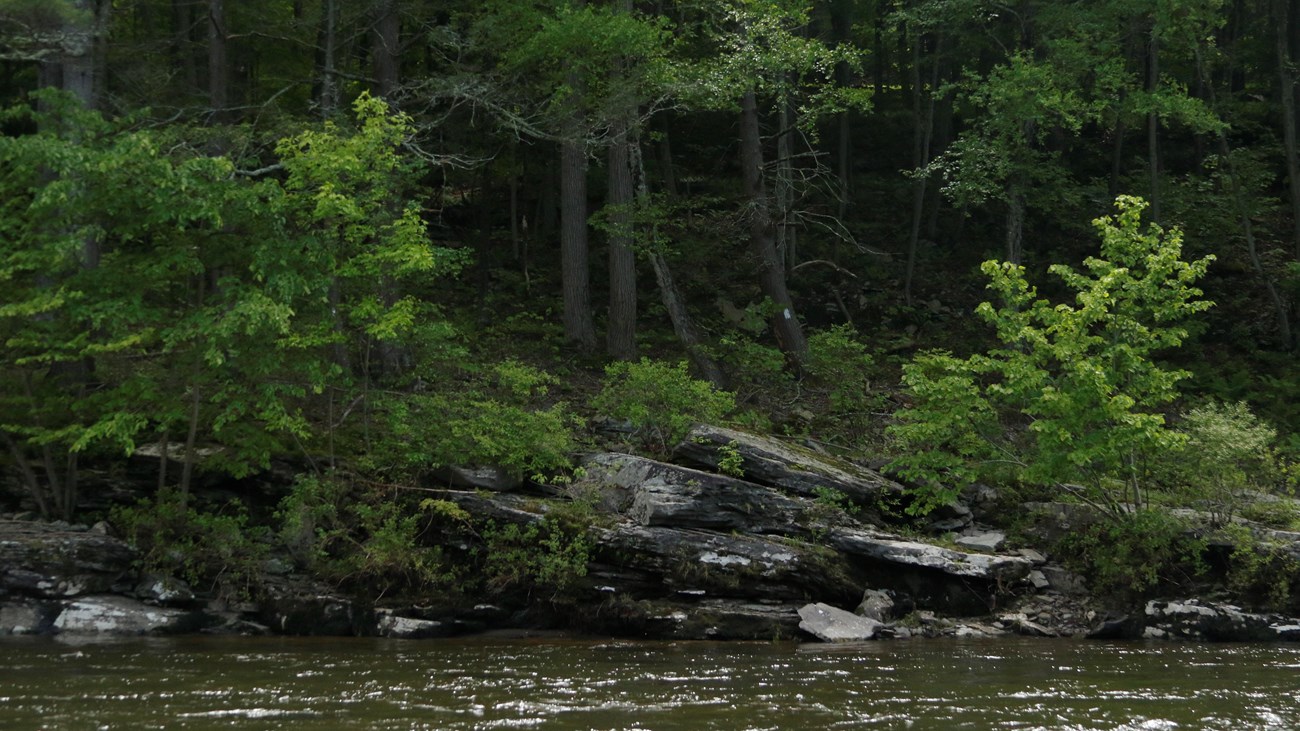 Forested area along river with large flat rocks on water\'s edge. Trees marked with white squares.
