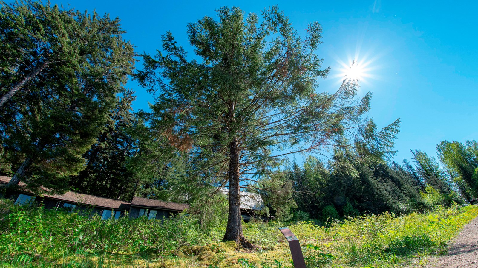 A tall sitka spruce towers over a walking path and an info sign.