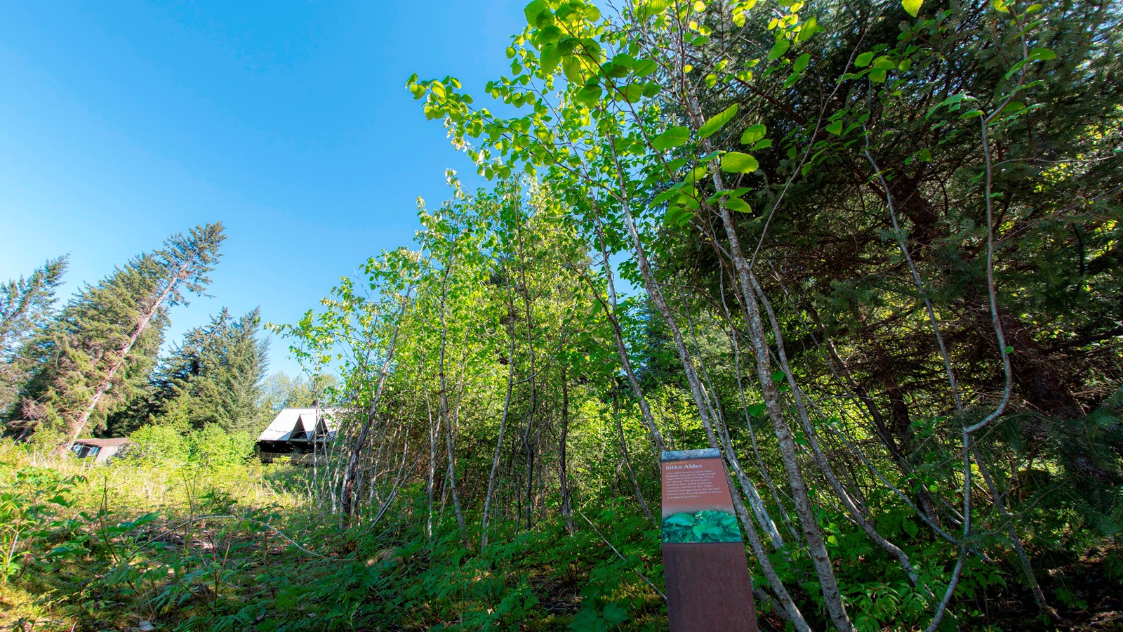 Sitka alder rise above an info sign near the Glacier Bay Lodge.