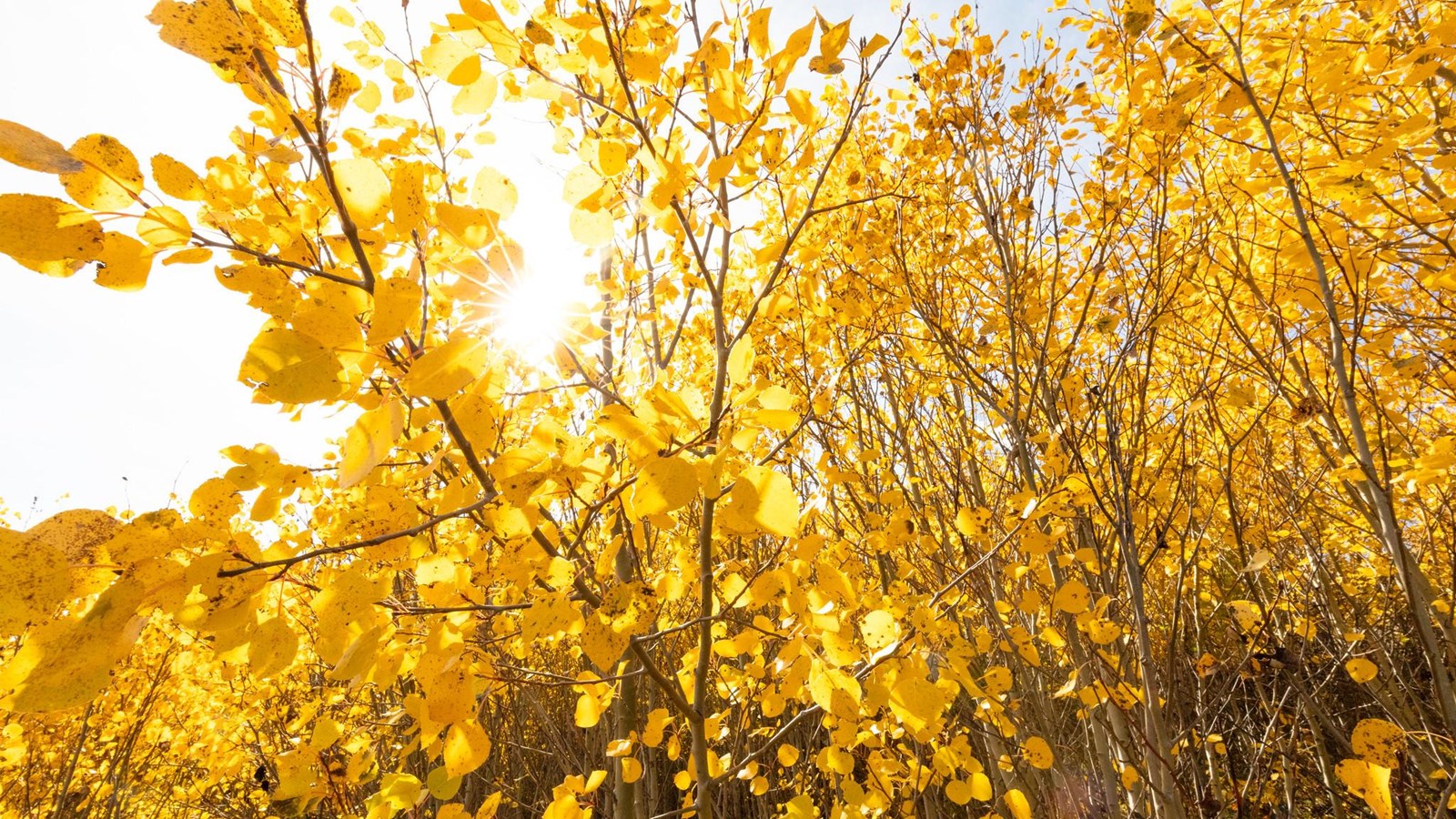 Sunlight filters through the round, yellow leaves of an aspen tree.