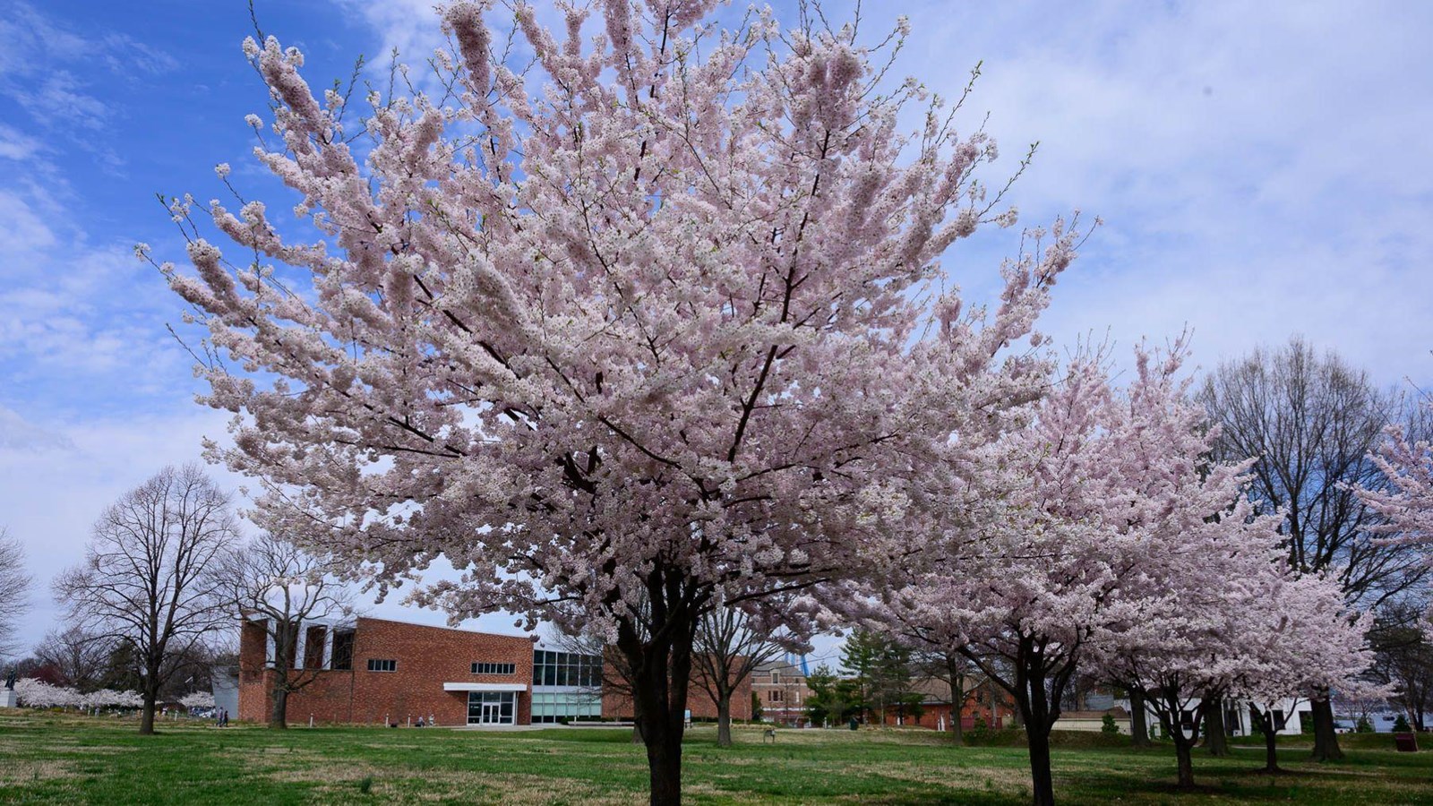 Cherry blossoms in spring bloom with the Fort McHenry visitor center in the background.