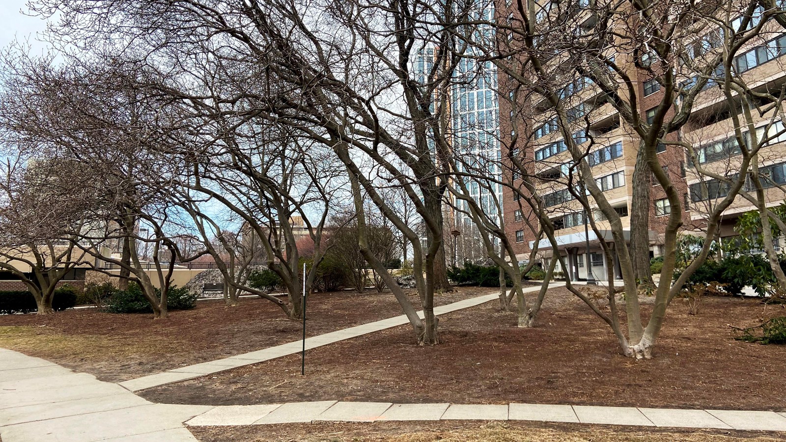Winter image of a small park next to a side walk with bare trees among dirt and dead grass.