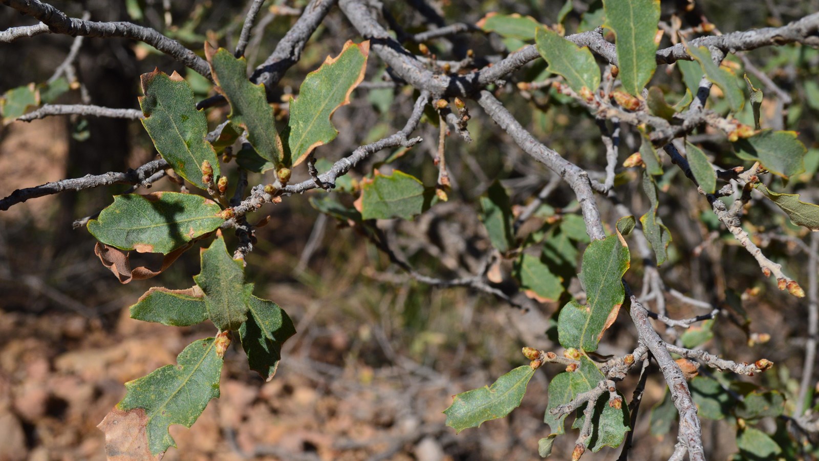 Several thin branches are adorned with oval shaped leaves about 2 inches in length.