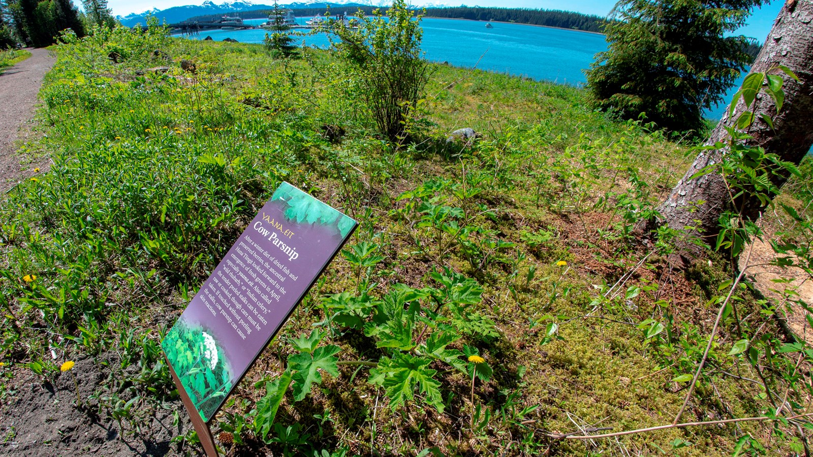Several young cow parsnip plants at ground level, with an info sign next to it.