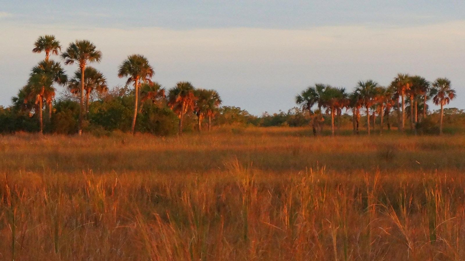 An open grassland with palm trees in the distance during sunset.