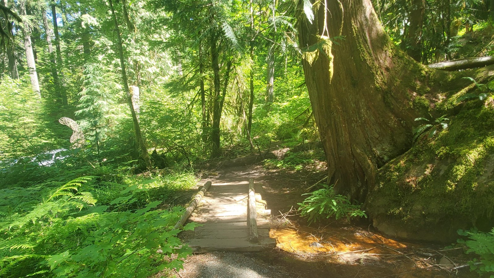 A tree has its roots in a stream.