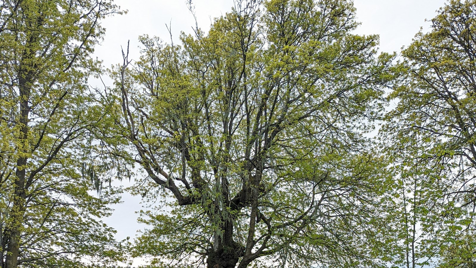 Color photo of a large tree in bud