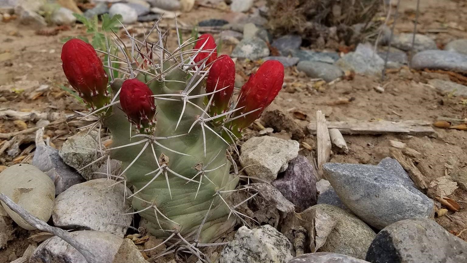 A photo of a cactus with red flowers along the Native Plant Trail.