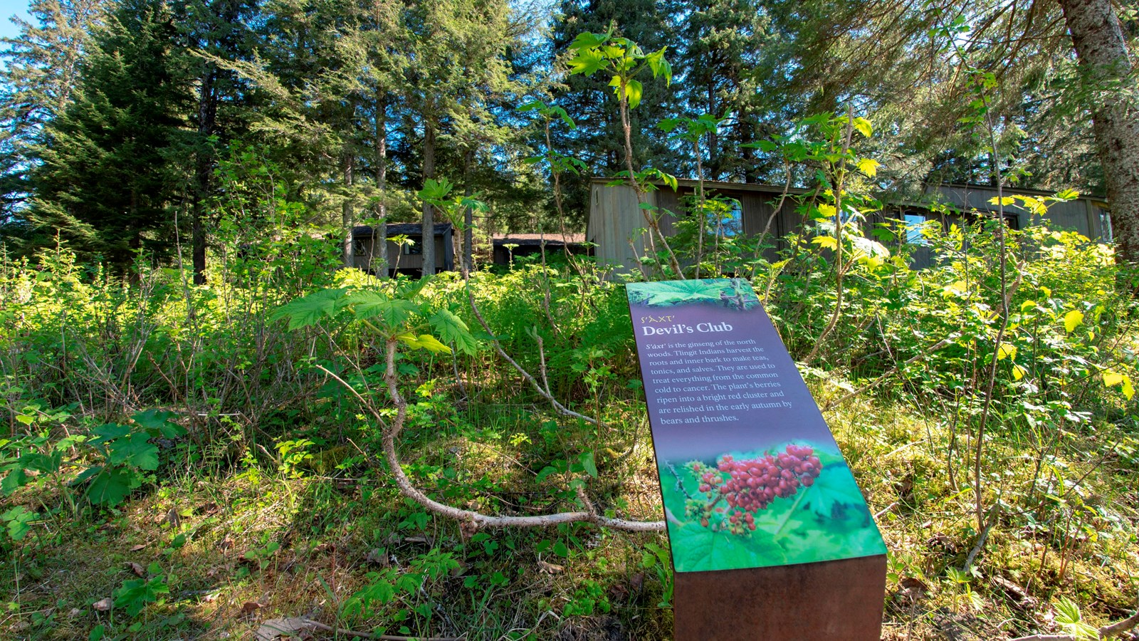 Info sign for Devils club, with plant beside it. Sign text is copied on this page.