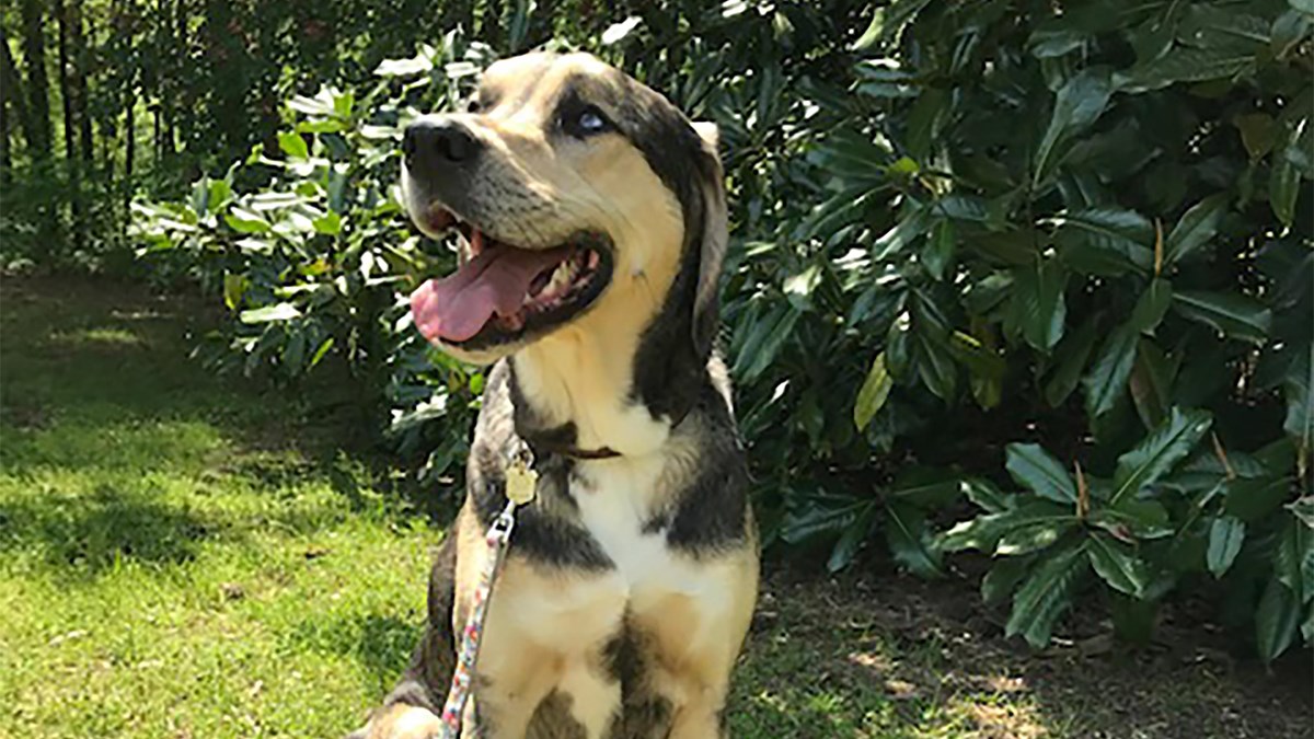 A black and cream colored hound dog wearing a BARK Ranger shield tag.