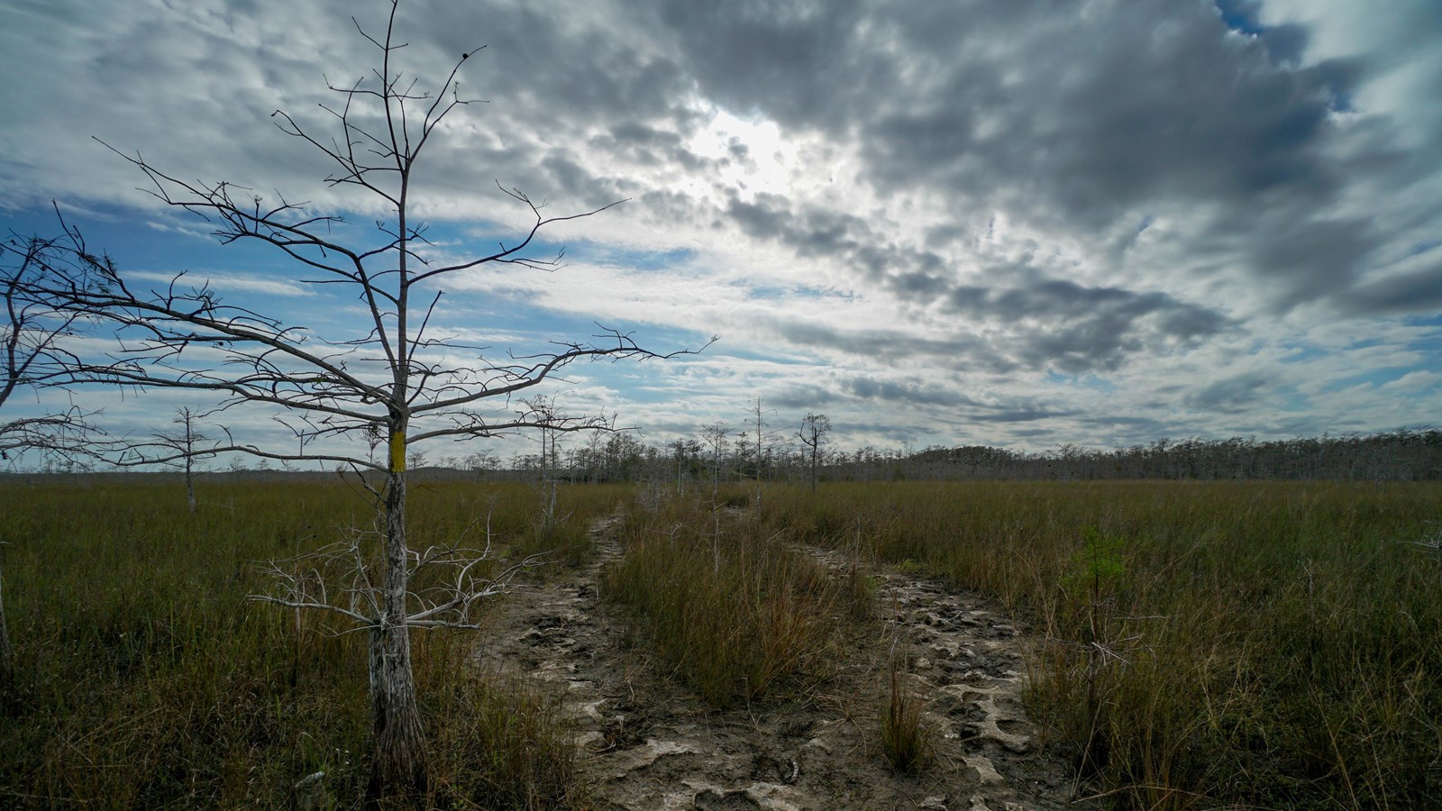 A muddy trail moving through a grassland towards trees in the distance.