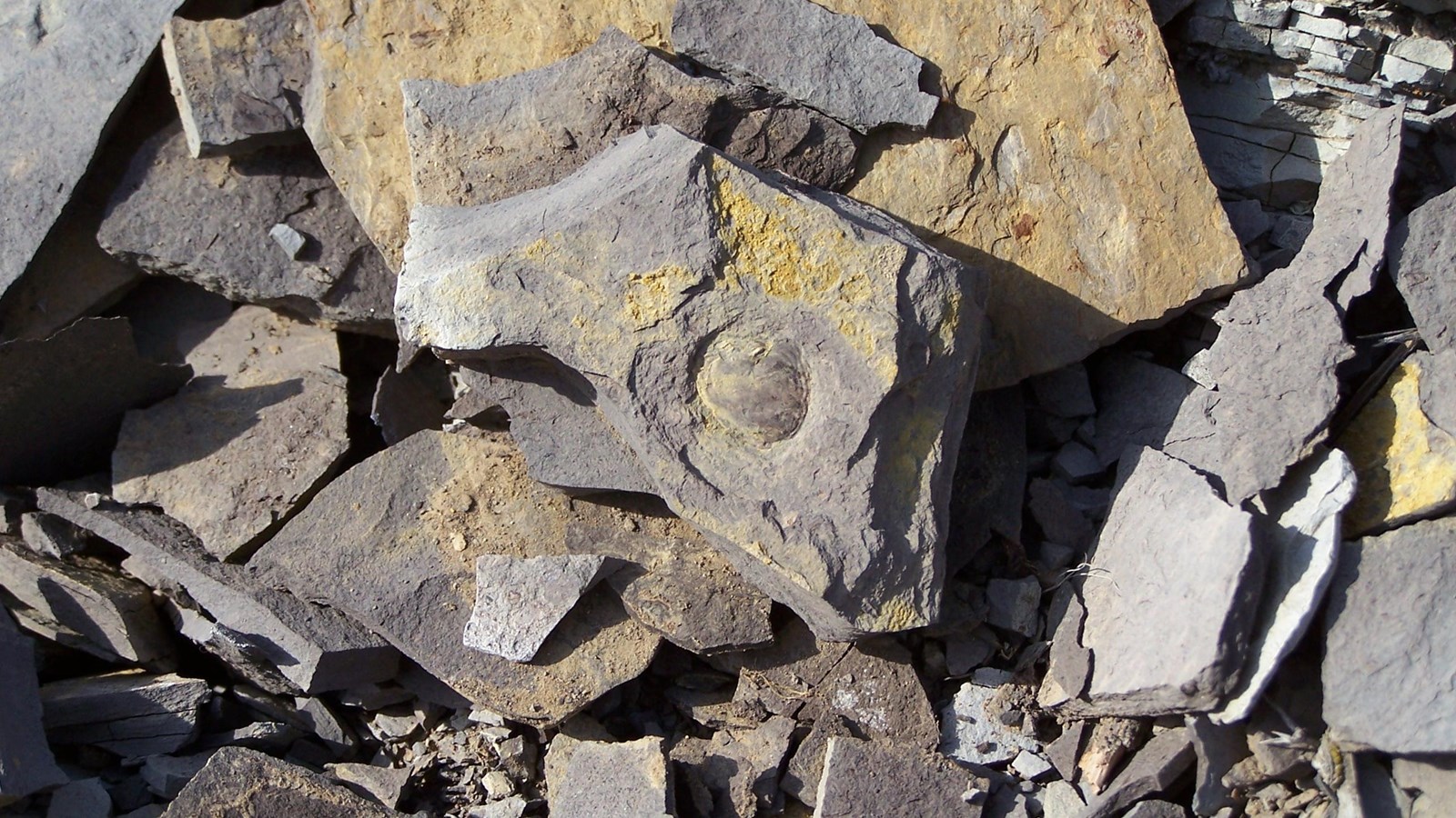 A shard of shale rock with a fossilized fish scale, on top of a pile of broken rocks.