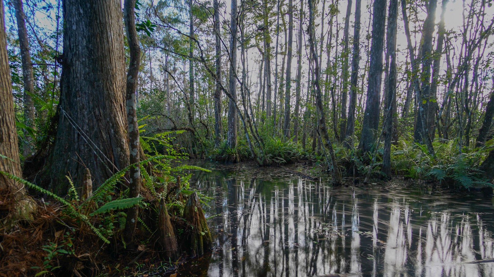 A submerged trail moving through a cypress swamp.