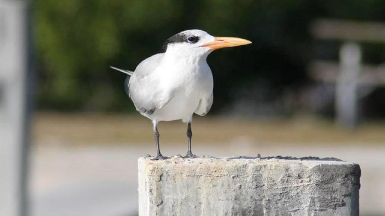 White, black and grey bird with a pointed orange beak and grey legs standing on a post