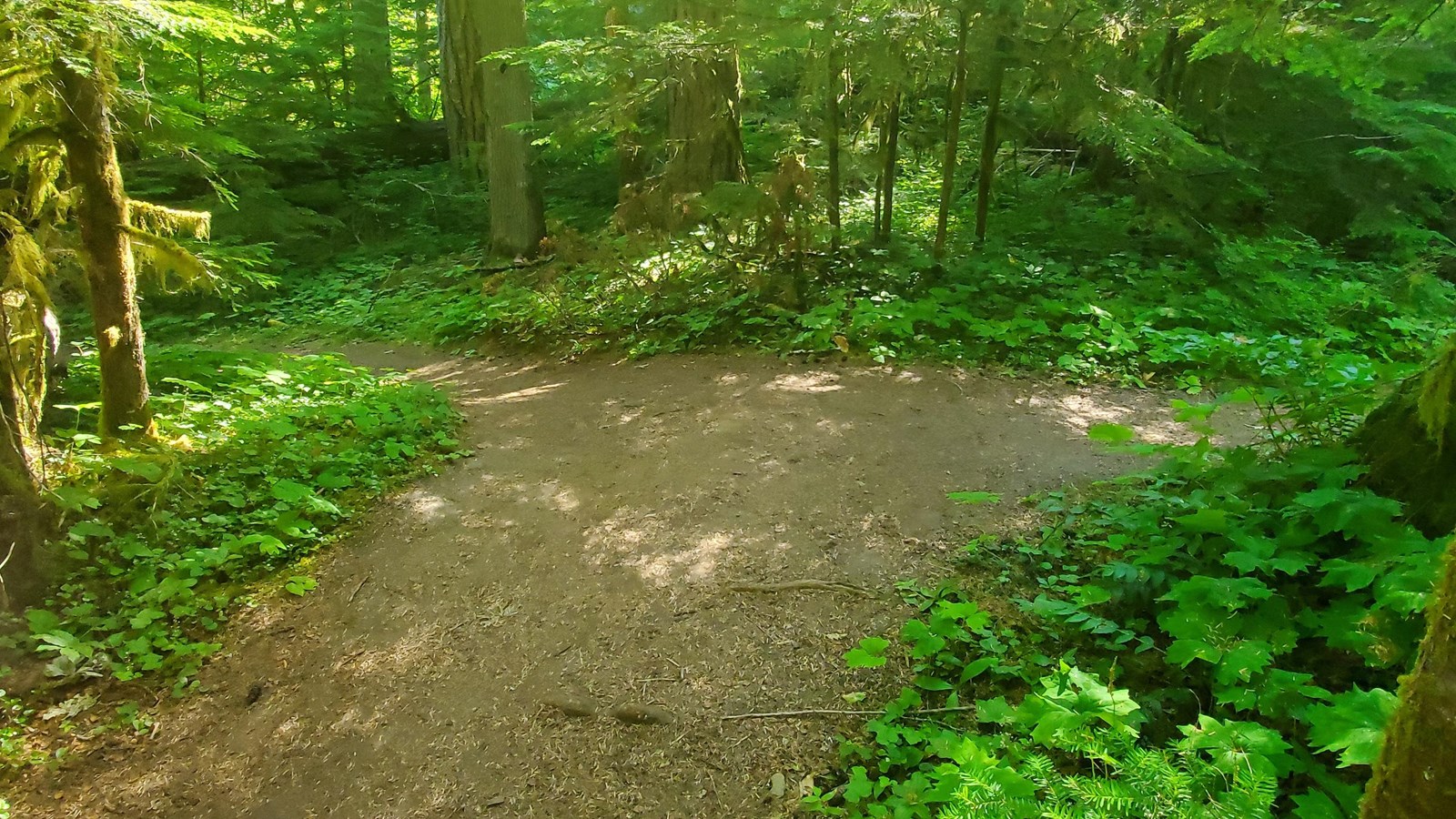 Trail turns left in the forest