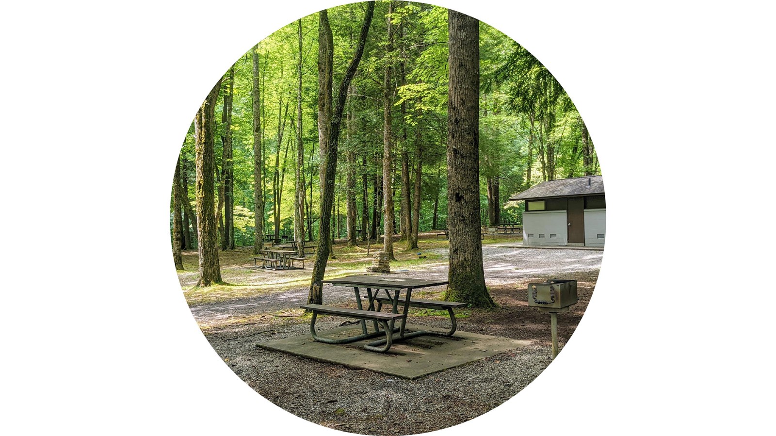 Forested area with scattered picnic tables, each surrounded by a level, gravel pad and near a grill
