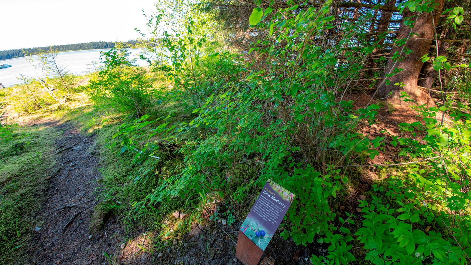 Green vegetation and info sign next to a dirt path