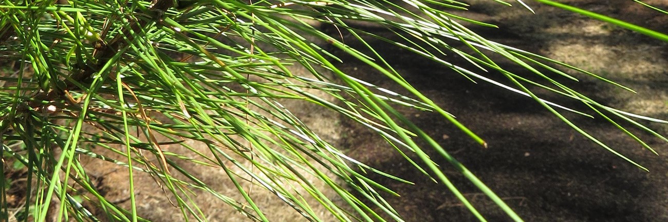 Closeup of a longleaf pine branch with trail in the background
