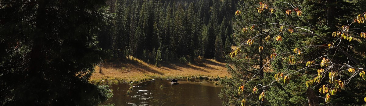 A moose stands in a pond with Teewinot Mountain behind.