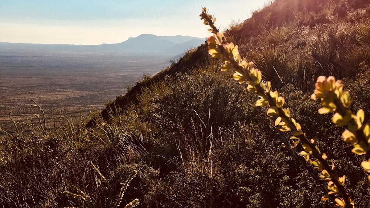 Photo along the Yucca Canyon Trail with desert plants and distant views.